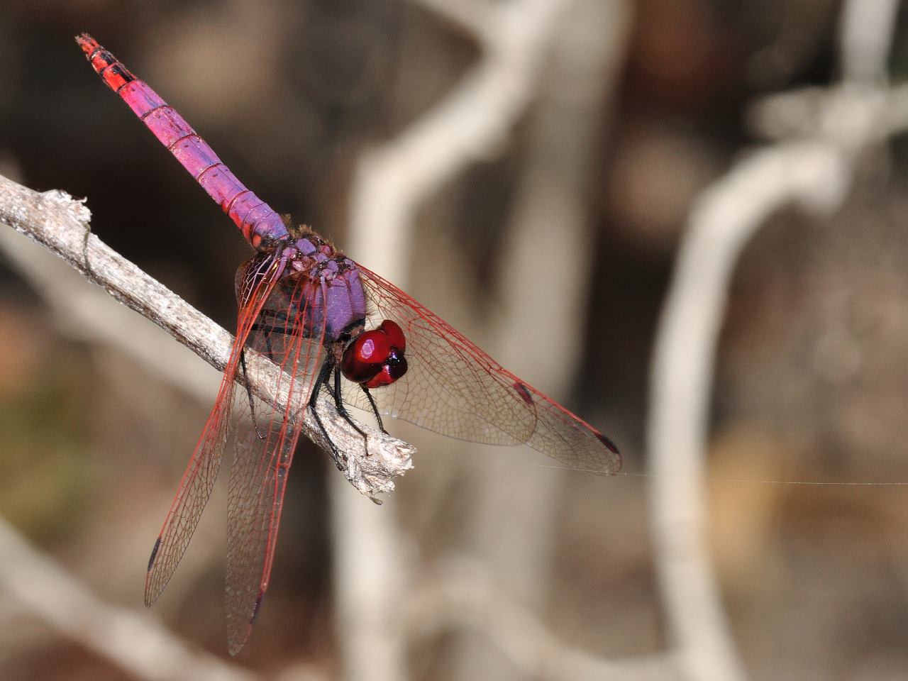 Conferma per Trithemis annulata
